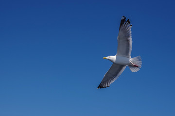 seagull in flight