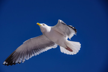 seagull in flight