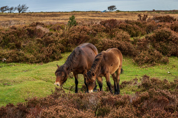 Wild Exmoor Ponies, seen on Porlock Hill in Somerset, England, UK