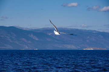 seagull in flight
