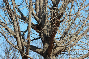 겨울은행나무가지