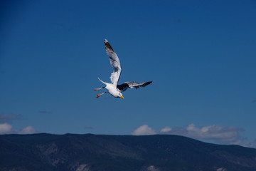 seagull in flight