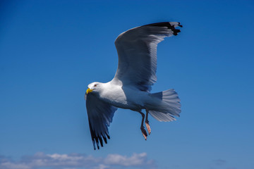 seagull in flight