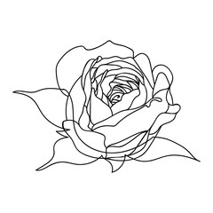 Vector line art of roses. Black isolated on white.