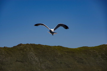 seagull in flight