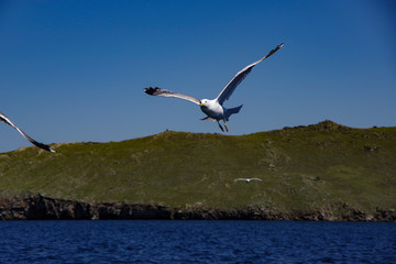 Fototapeta na wymiar seagull in flight