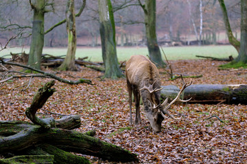 Un cervo nel bosco