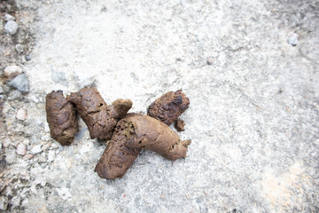 Dog feces on the ground.