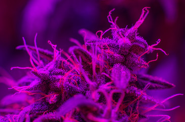 Сannabis Marijuana Strains & Varieties