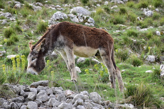 Asina al pasco in Sicilia.