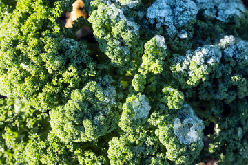 green kale or borecole with frost in vegetable garden