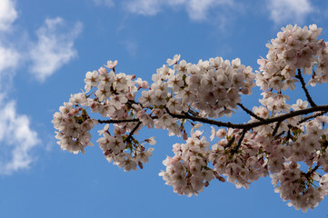 Cherry blossom branch with pink bloomed flowers against a beautiful bright blue sky at the beginning of spring.