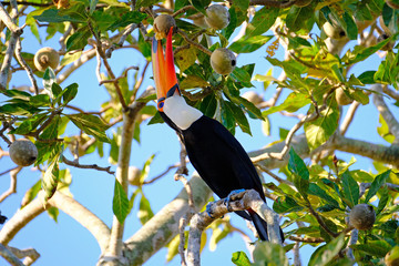 Toco Toucan, Ramphastos Toco, also known as Common Toucan, Giant Toucan, Iguazu or Iguacu, Brazil © reisegraf