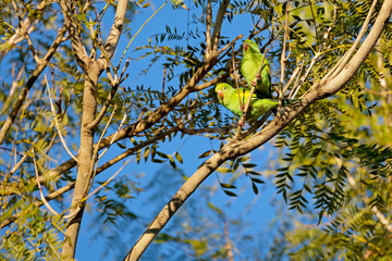 Yellow-chevroned Parakeet, Brotogeris Chiriri, native to tropical South America, Mato Grosso Do Sul, Brazil