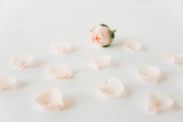 rose with petals background