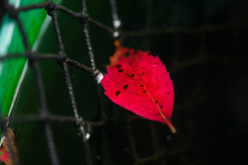 Beautiful, fallen red autumn leaf tangled in rustic net and floating on dirty water in barrel. Vintage look image. Dust and sun rays all around.  