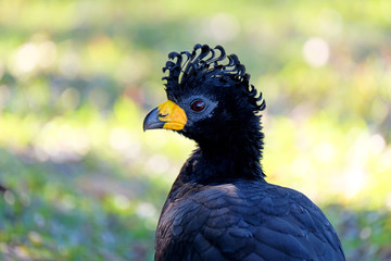 Male Bare-faced Curassow, Crax Fasciolata, is a species of bird in the family Cracidae, Mato Grosso Do Sul, Brazil