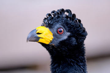 Male Bare-faced Curassow, Crax Fasciolata, is a species of bird in the family Cracidae, Mato Grosso Do Sul, Brazil