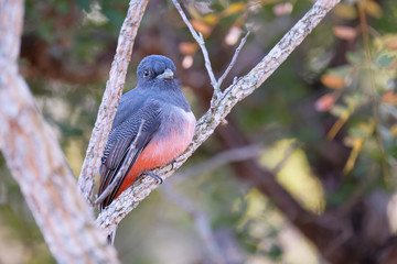 Blue-crowned Trogon, Trogon Curucui, bird in family Trogonidae, Buraco Das Araras, Pantanal, Brazil