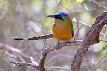 Amazonian Motmot, Momotus Momota, Buraco Das Araras, Bonito, Pantanal, Mato Grosso do Sul, Brazil