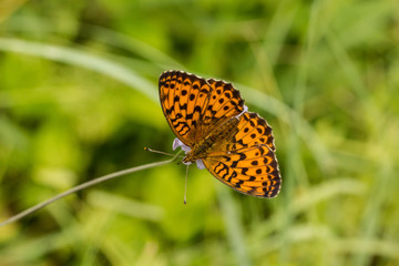 Brombeer Perlmutfalter