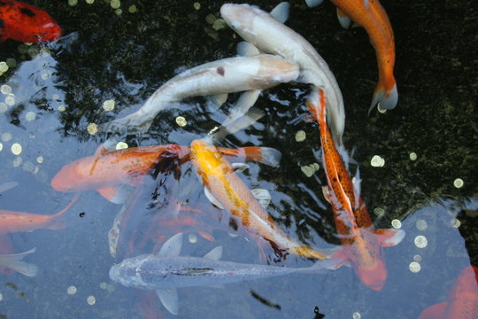 koi fish in pond