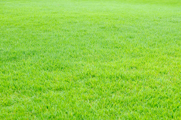 緑の芝生