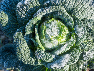 closeup of green cabbage with wintry frost © ahavelaar