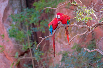 Red And Green Macaws, Ara Chloropterus, Buraco Das Araras, near Bonito, Pantanal, Brazil