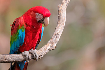 Red And Green Macaw, Ara Chloropterus, Buraco Das Araras, near Bonito, Pantanal, Brazil © reisegraf