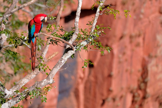 Red And Green Macaw, Ara Chloropterus, Buraco Das Araras, near Bonito, Pantanal, Brazil