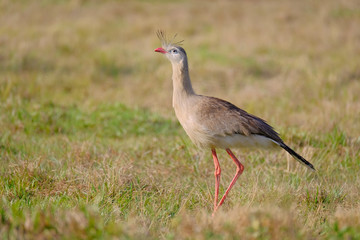 Red-legged Seriema or Crested Cariama, Cariama Cristata, bird in seriema family Cariamidae, Bonito, Brazil