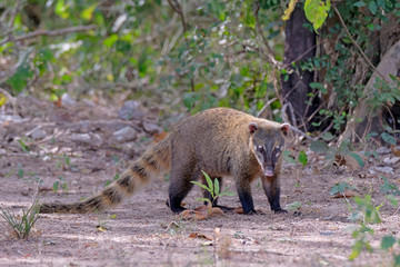 Crab-eating Raccoon, South American Raccoon, Procyon Cancrivorus, Mato Grosso, Pantanal, Brazil