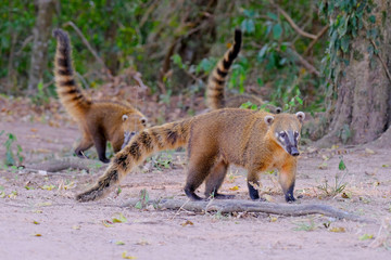 Crab-eating Raccoons, South American Raccoons, Procyon Cancrivorus, Mato Grosso, Pantanal, Brazil