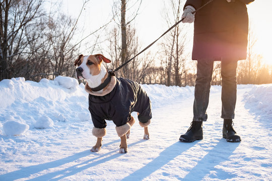 Walking with a dog in coat on cold winter day. Person with a dog in warm clothing on the leash at a park