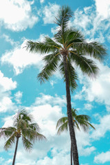 Fototapeta na wymiar Three Palm Trees