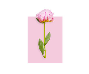 Pink peony flower on pink, conceptual image isolated on white, top view. Spring card concept with space for text. Big fresh floral decoration element.