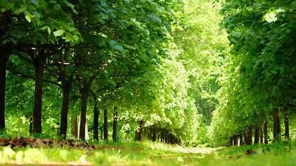 linden alley in a sunny summer sun