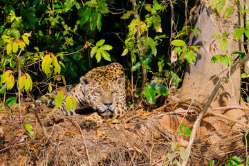 Jaguar, Panthera Onca, resting on a riverbank, Cuiaba River, Porto Jofre, Pantanal Matogrossense, Mato Grosso, Brazil