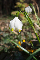 M&auml;rzenbecher im Garten