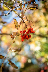 red berries on a branch