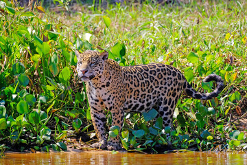 Jaguar, Panthera Onca, Cuiaba River, Porto Jofre, Pantanal Matogrossense, Mato Grosso do Sul, Brazil