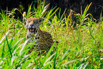 Jaguar, Panthera Onca, Cuiaba River, Porto Jofre, Pantanal Matogrossense, Mato Grosso do Sul, Brazil