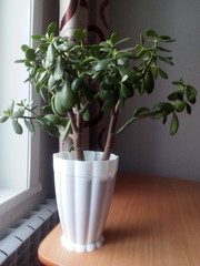 potted pot plant in white pot