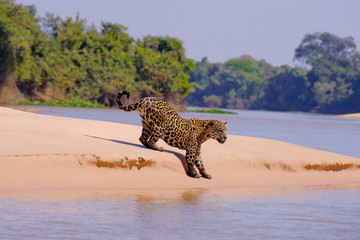 Jaguar, Panthera Onca, Female, Cuiaba River, Porto Jofre, Pantanal Matogrossense, Mato Grosso do Sul, Brazil © reisegraf