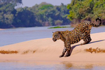 Jaguar, Panthera Onca, Female, Cuiaba River, Porto Jofre, Pantanal Matogrossense, Mato Grosso do...