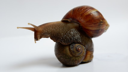 snail, with a white background