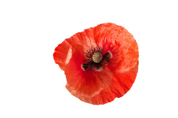 bright red poppy flower isolated on white, top view