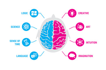 Left and right human brain concept. Logic and creative hemispheres infographics with brain and icons of science, sense of time, language, creative, art, intuition, imagination, vector illustration - 244911913