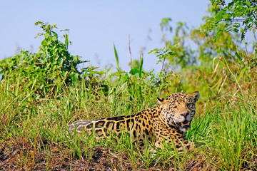 Jaguar, Panthera Onca, on a riverbank, Cuiaba River, Porto Jofre, Pantanal Matogrossense, Mato Grosso, Brazil